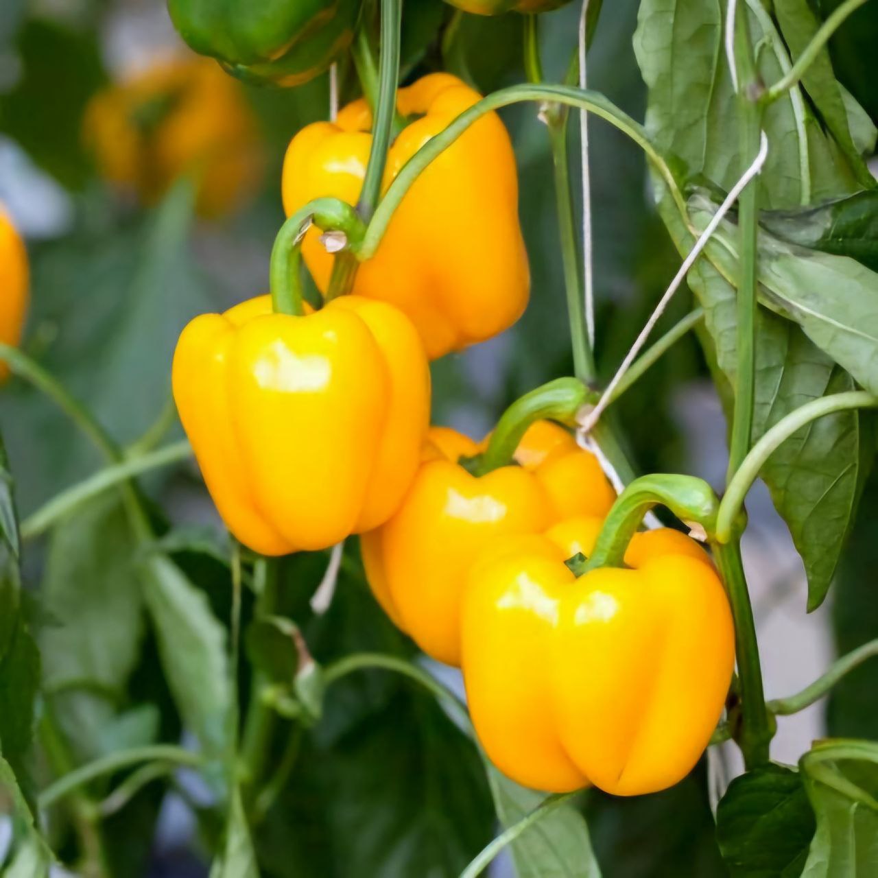 Tomato